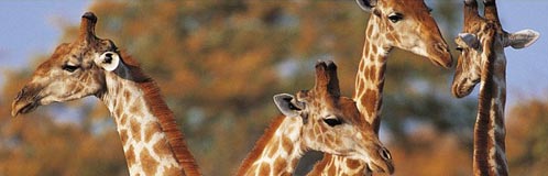 Giraffes while on safari in South Africa