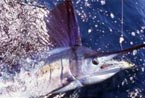fishing holiday in Kenya with Chaka Travel